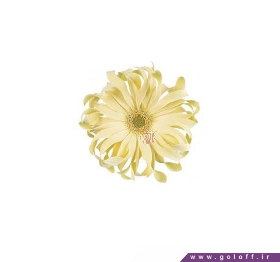 گل فروشی آنلاین - گل ژربرا پاستا کاربونارا - Gerbera | گل آف